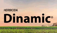 Dinamic camp Fenasucro