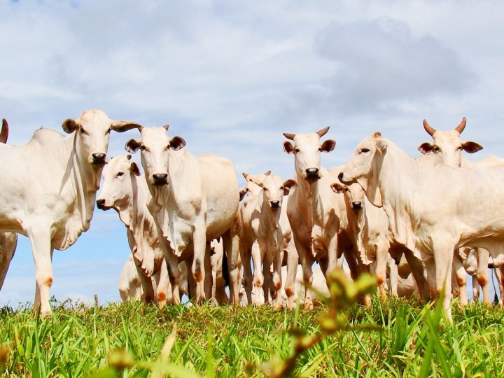 Bosch revoluciona pecuária com sistema de precisão