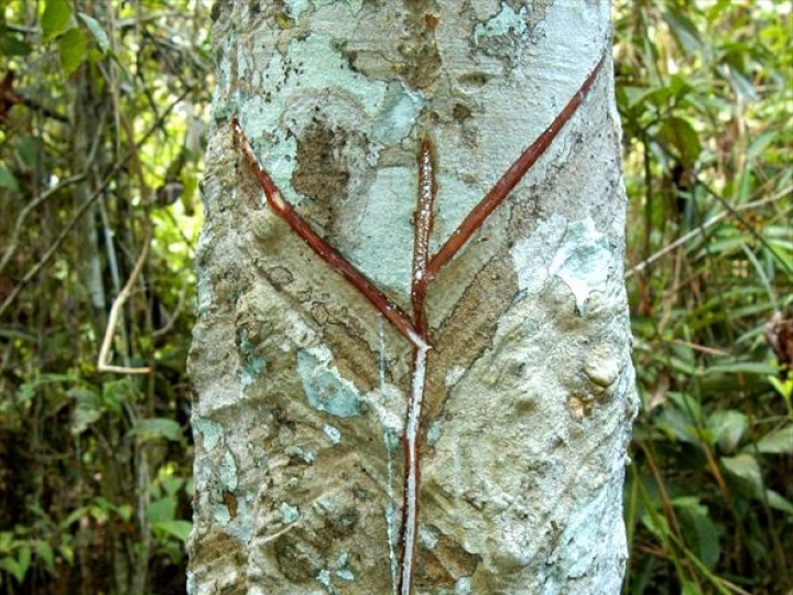 Gestão eficiente é a chave para melhorar rentabilidade com a cultura da Seringueira, afirma IEA