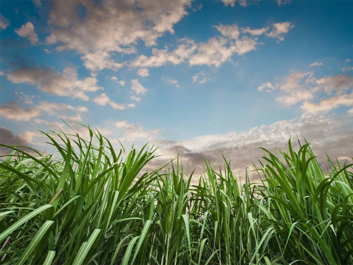 Biosev investe R$ 378 milhões na entressafra