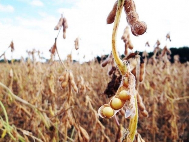 Soja tolerante à seca será alternativa para estiagens como a dessa safra