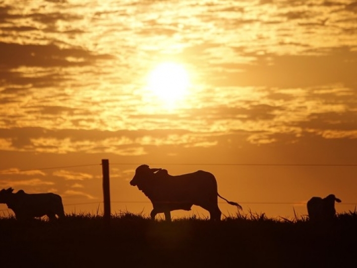 Ipea projeta crescimento de 0,4% do PIB agropecuário em 2019