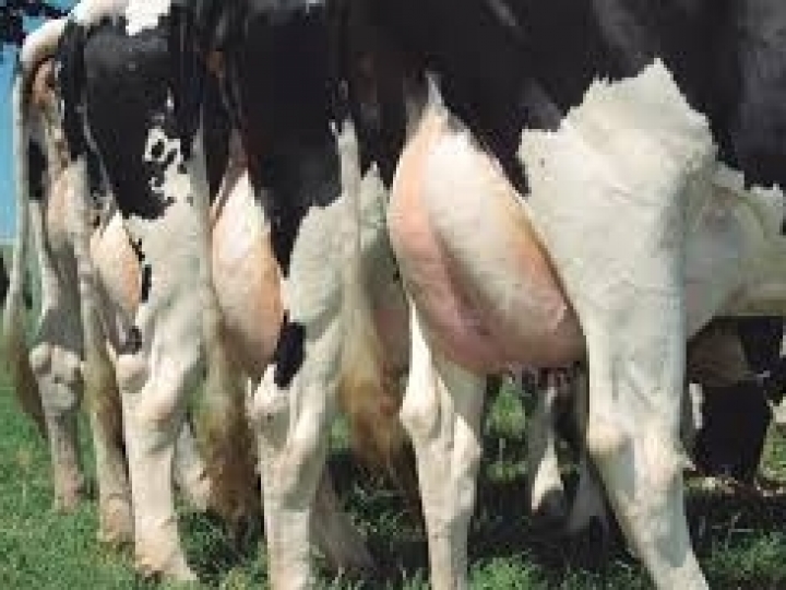 IB aponta neosporose e toxoplasmose em Araçatuba