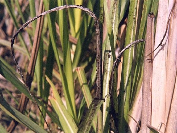 Pesquisa busca plantas resistentes ao carvão da cana-de-açúcar