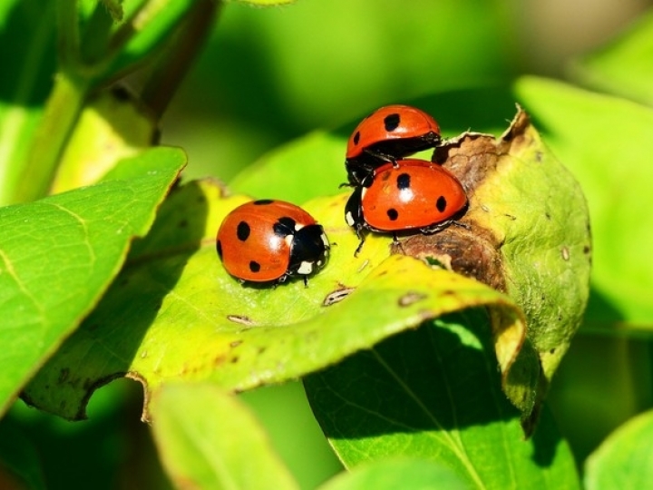 Vendas de defensivos biológicos cresceram 77% em 2018, maior índice da história do segmento