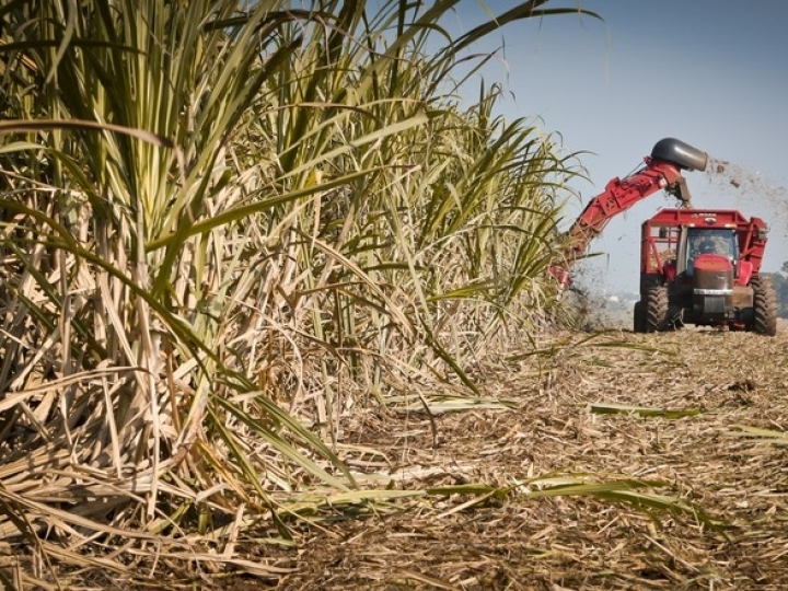 Oito usinas de cana-de-açúcar seguem em atividade; moagem chega a 564,14 mi/t