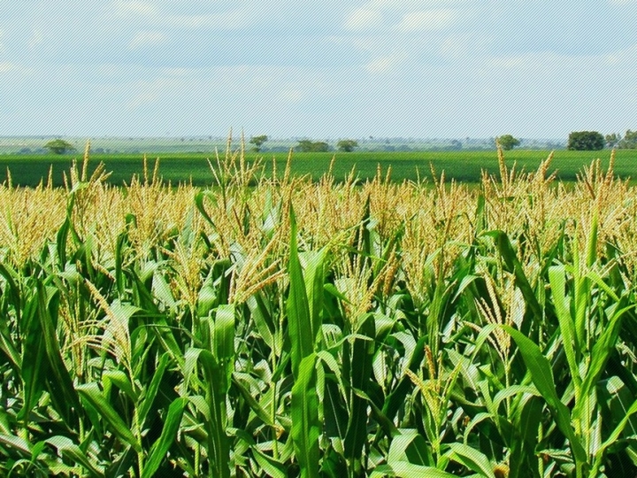 Conab prevê recuperação do milho e estima safra em 233,3 milhões de toneladas