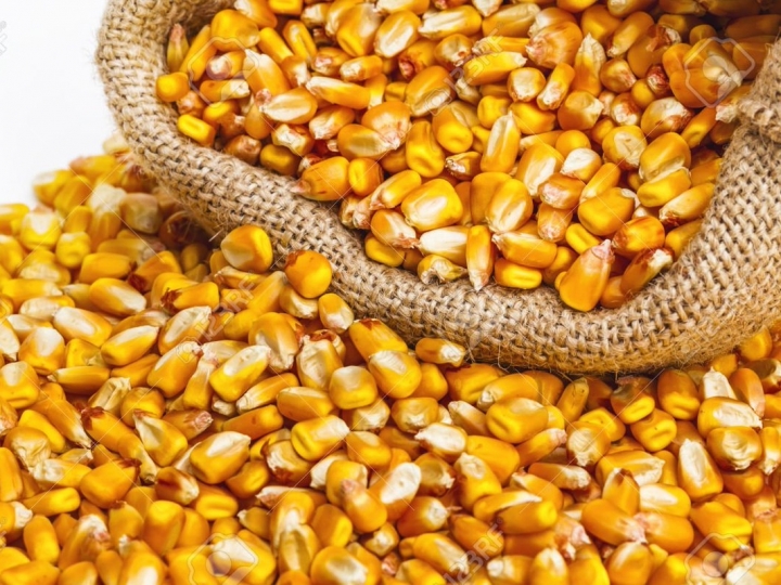 Conab contrata frete para remoção de 8,4 mil t de milho para o Norte e Nordeste