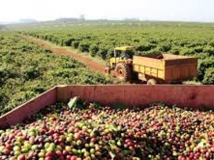 Saíram os novos preços mínimos calculados pela Conab para café, laranja e trigo