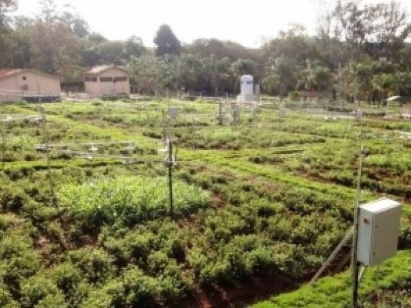 Estudos indicam que a elevação da temperatura média pode fazer com que as forrageiras fiquem mais fibrosas e menos proteicas. Gado precisará de mais alimento para alcançar o peso de abate e produzirá mais metano. Foto: Divulgação
