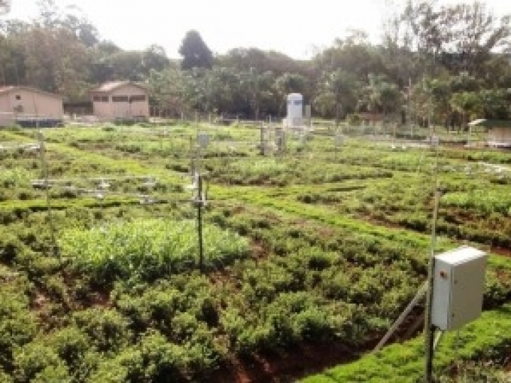Mudança climática pode piorar a qualidade das pastagens