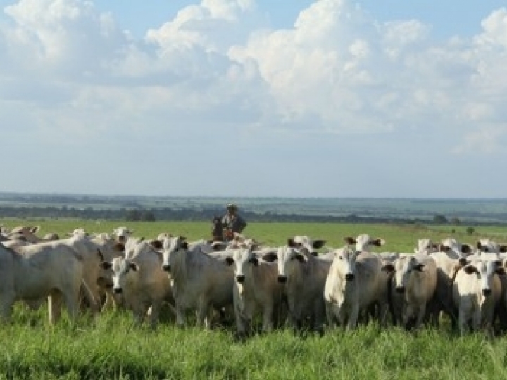 Integração entre lavoura e gado aumenta rentabilidade e diminui emissões