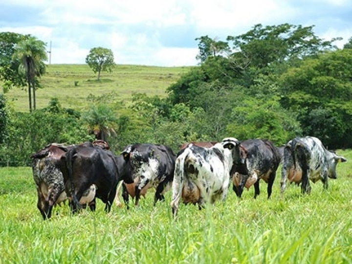 IZ disponibiliza 33 bovinos de leite para venda