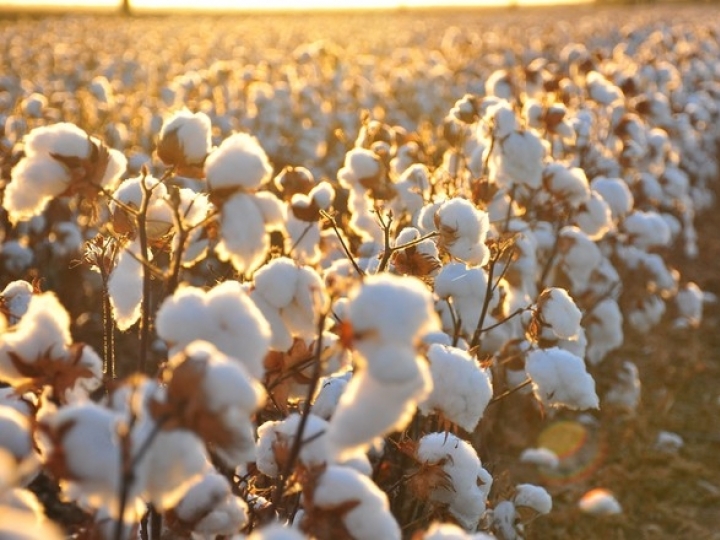 País está próximo de se tornar o segundo maior exportador de algodão do mundo, segundo a Anea