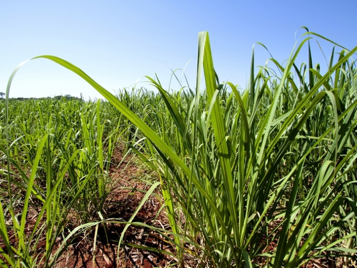 FMC auxilia produtor rural a atingir máxima produtividade na Agrishow