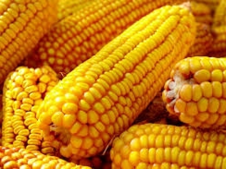 Soluções tecnológicas em híbridos de milho são destaque no Tecnoshow Comigo