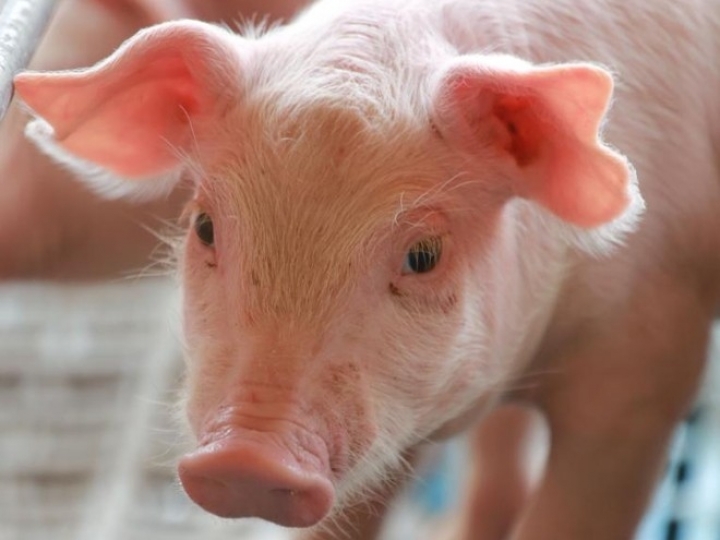 ABPA compõe Grupo de Prevenção à Peste Suína Africana