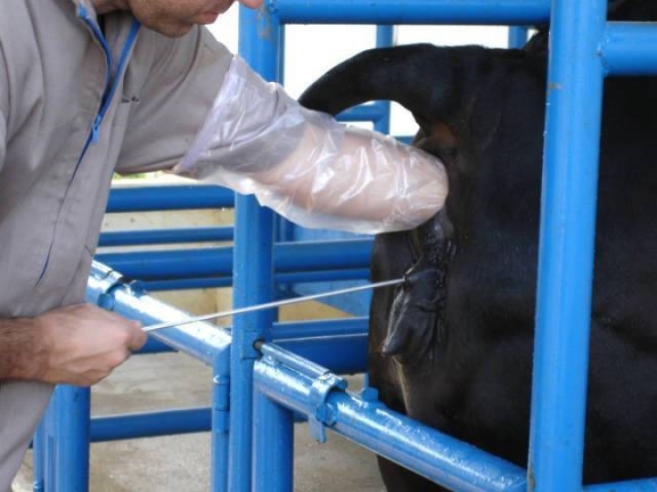 Proibição da inseminação artificial tiraria a competitividade dos produtores de leite e carne da Paraíba