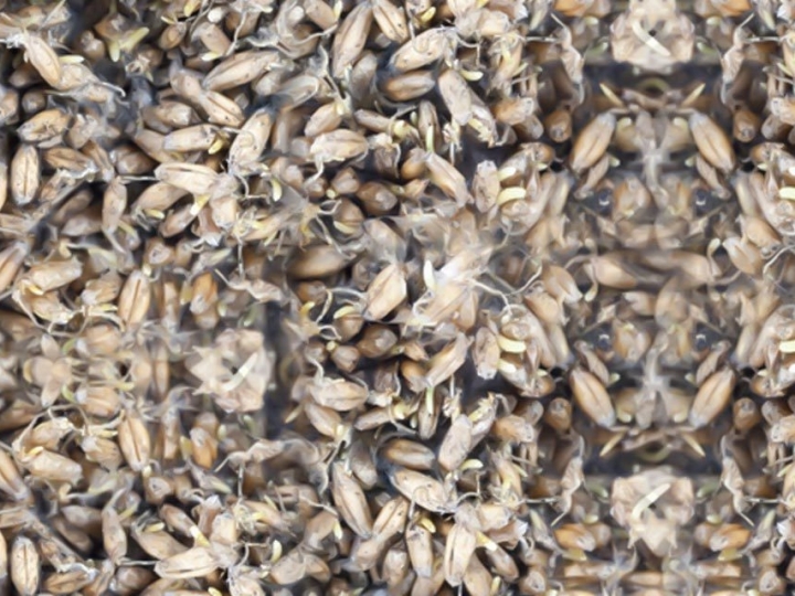 Auditores Fiscais Federais Agropecuários impedem que 44 toneladas de trigo mofado fossem usadas no Brasil