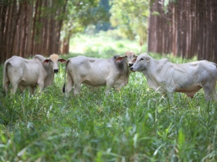ILPF desponta como nova revolução agrícola dos trópicos e se intensifica no Brasil