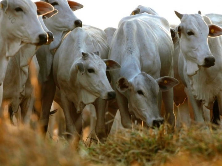 Tereos inova e lança fórmula pronta para alimentação de bovinos