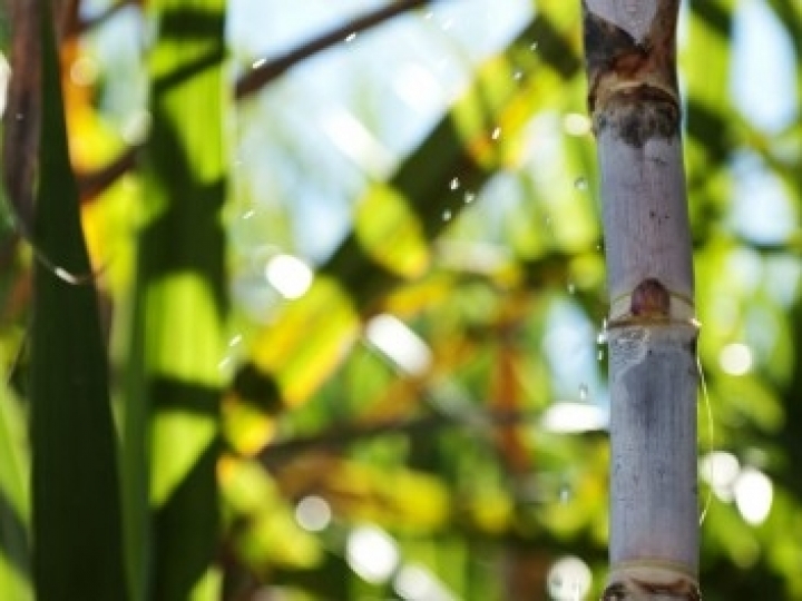 Software localiza genes de interesse na cana-de-açúcar