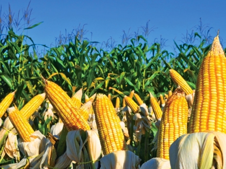 Tecnologia embarcada em híbridos de milho impulsiona safra no Tocantins