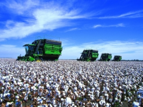 O algodão foi a primeira cultura para a qual a Bayer lançou o novo fungicida Fox Xpro, que traz otimização e flexibilidade para o manejo inteligente das doenças do algodoeiro. Foto: Divulgação