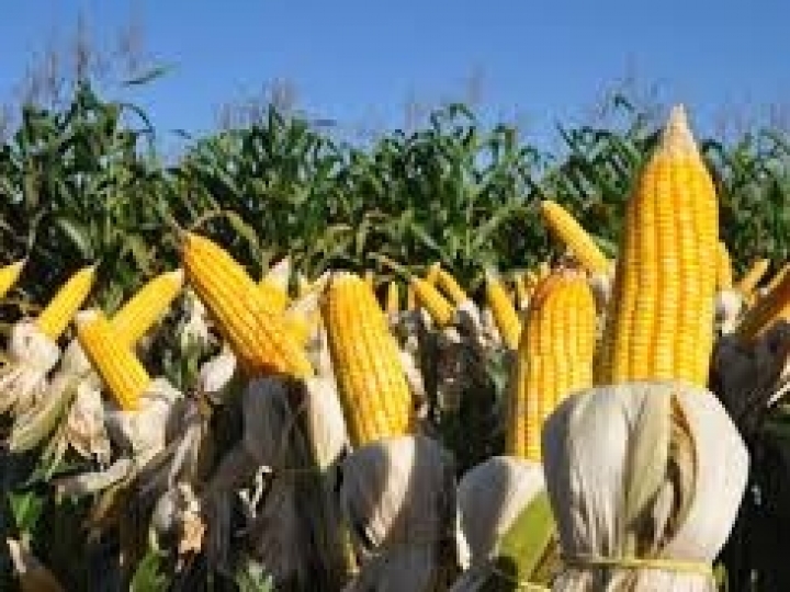 Lançada a primeira semente de milho selecionada exclusivamente para produção orgânica no Brasil