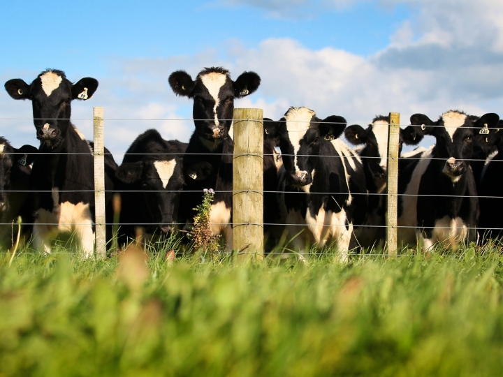 CNA debate novos modelos de seguros para pecuária leiteira