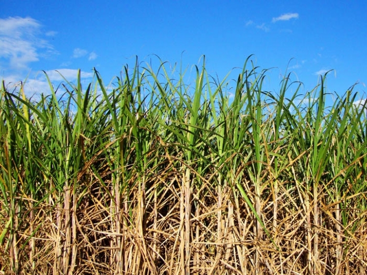 CNA propõe remuneração a produtores de cana no RenovaBio