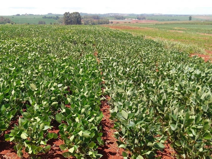CTNBio aprova uso comercial de soja tolerante à seca com tecnologia HB4® no Brasil
