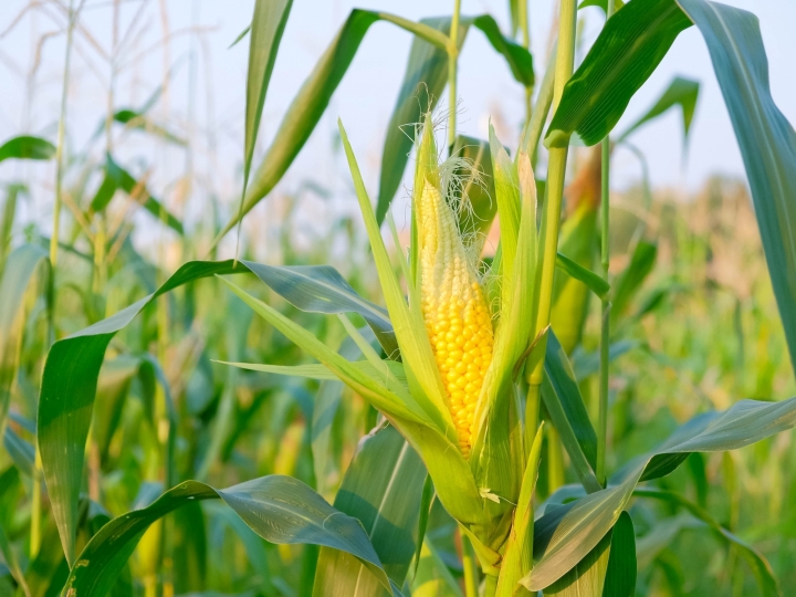 Produção de etanol a partir do milho é tendência cada vez maior