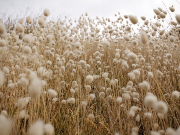 Algodão brasileiro bate novo recorde no mercado internacional, aponta a Anea