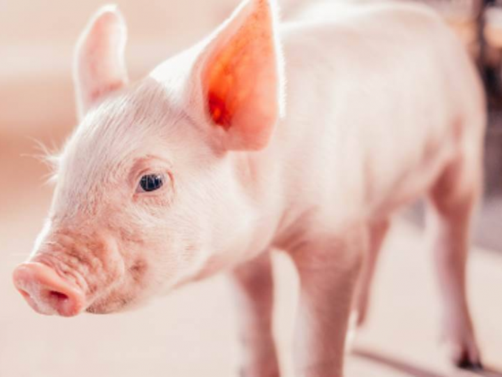 Exportações de carne suína crescem 44,3% em abril