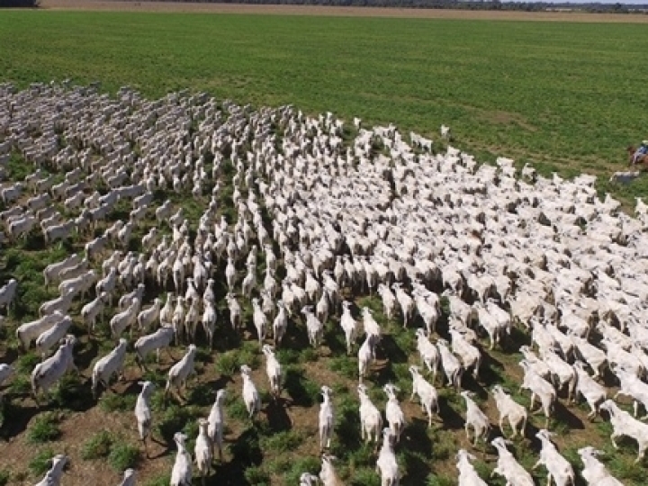 11 milhões de bovídeos devem ser vacinados contra a febre aftosa em São Paulo