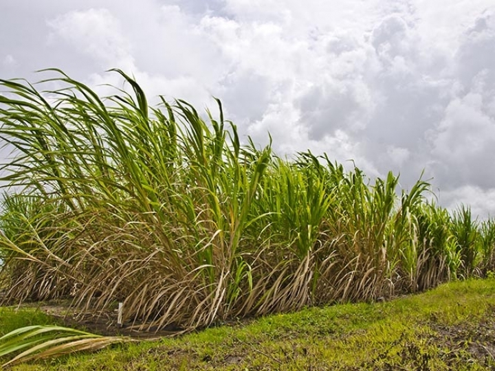 Simulador melhora lucratividade e sustentabilidade de canaviais em Alagoas