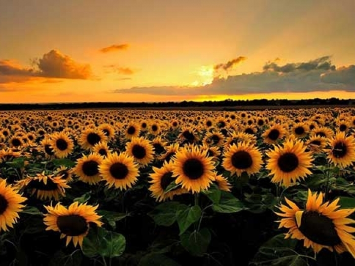 Girassol: cultivar precoce e produtiva é opção para safrinha no Cerrado