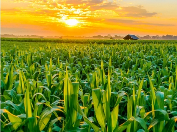 Preço do milho no mercado interno tende a subir com expectativa de alta na demanda externa