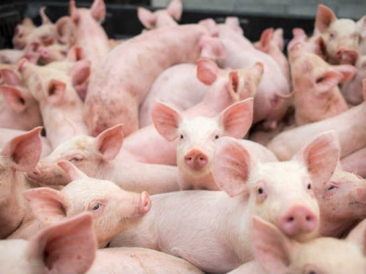 Exportações de carne suína crescem 41% em maio