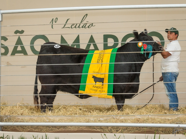 Angus tem novo recorde de preço no Brasil