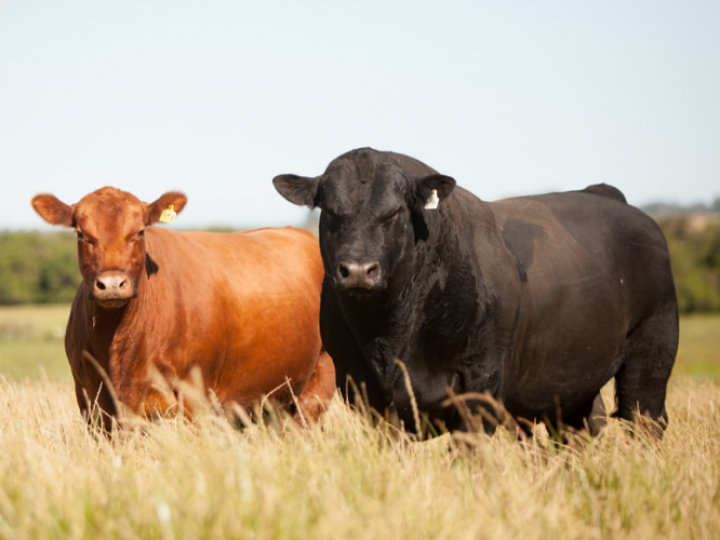 Angus lança Selo Sustentabilidade