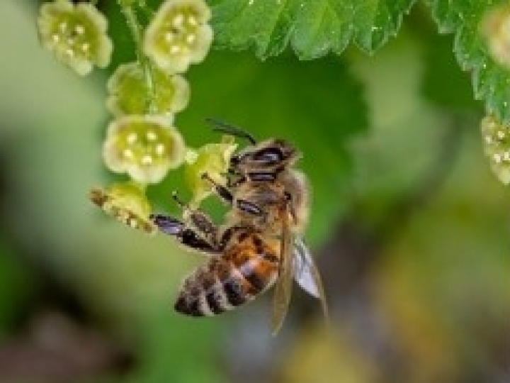 Sensor usa molécula do ferrão de abelha para detectar bactérias em alimentos e bebidas