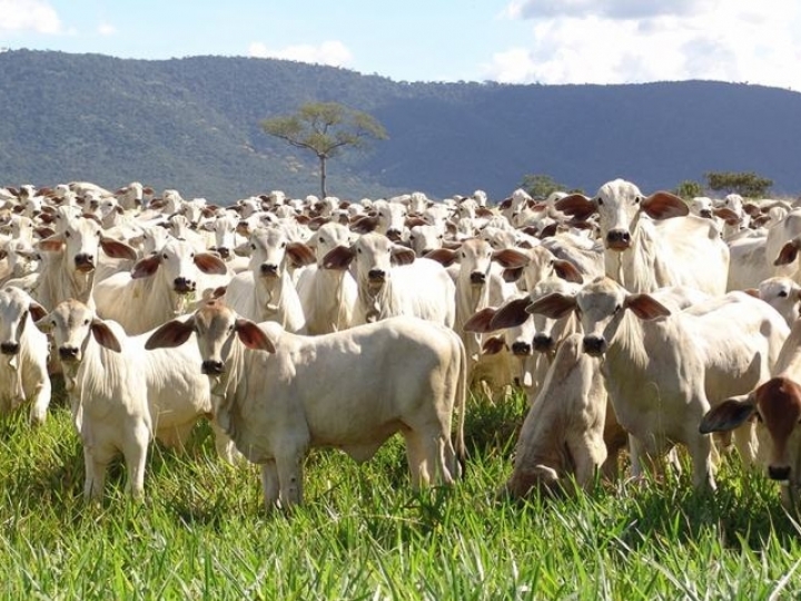Estado de São Paulo incentiva o desenvolvimento de projetos inovadores de pesquisa em nutrição e genômica animal