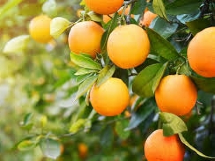 Condições climáticas afetam a produção de grãos e cana-de-açúcar, laranja se recupera