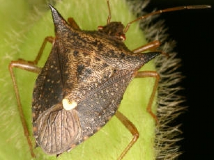 Embrapa lança Tecnologia Block de tolerância a percevejos na soja