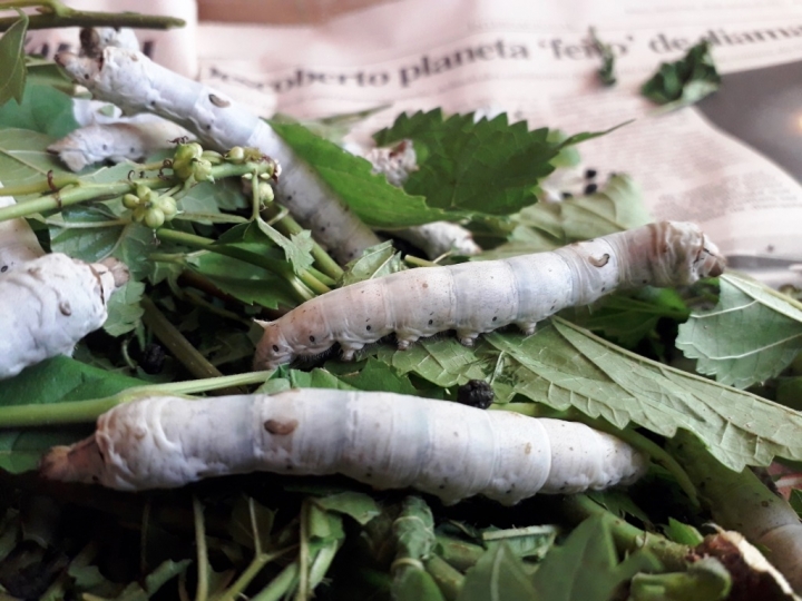 Pesquisa de novas tecnologias busca a redução de custos de produção do bicho-da-seda