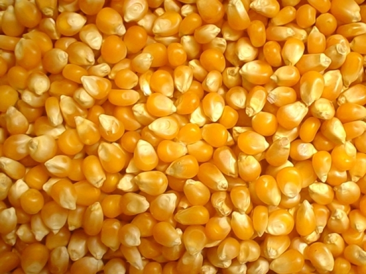 Previsão de frustração de safra nos EUA impulsiona mercado de grãos no Brasil