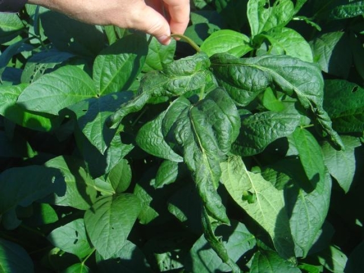 Embrapa e Epamig lançam publicação sobre nematoide causador da soja louca II