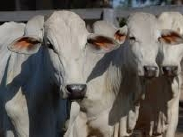 Com número recorde, 99,59% do rebanho bovídeo de São Paulo está vacinado contra a febre aftosa